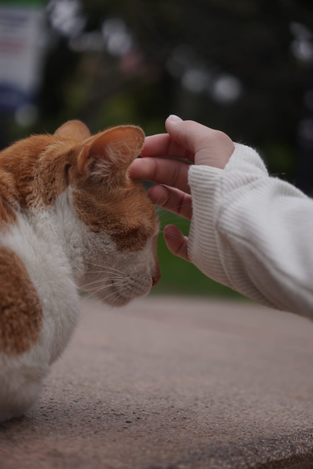 cat park