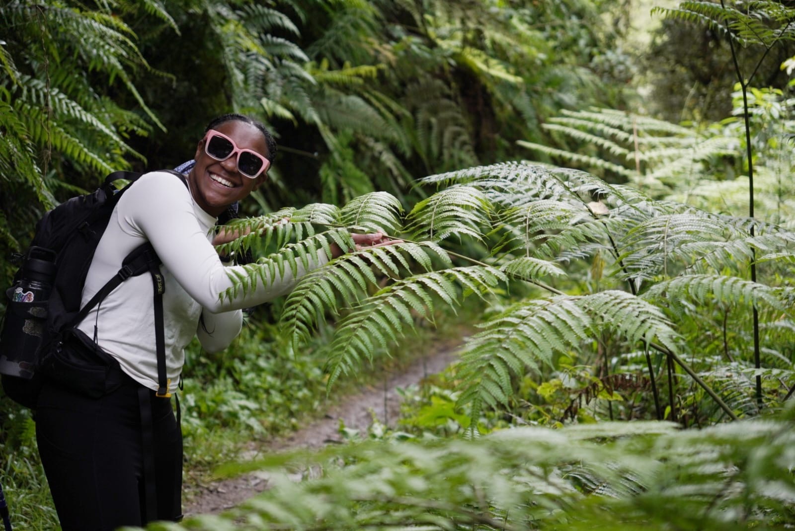 Ferns