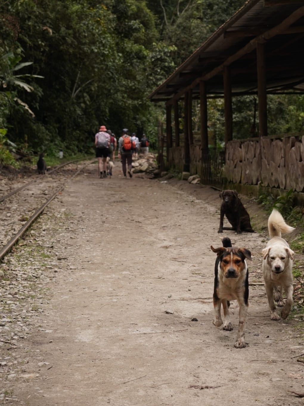 Dog Trails