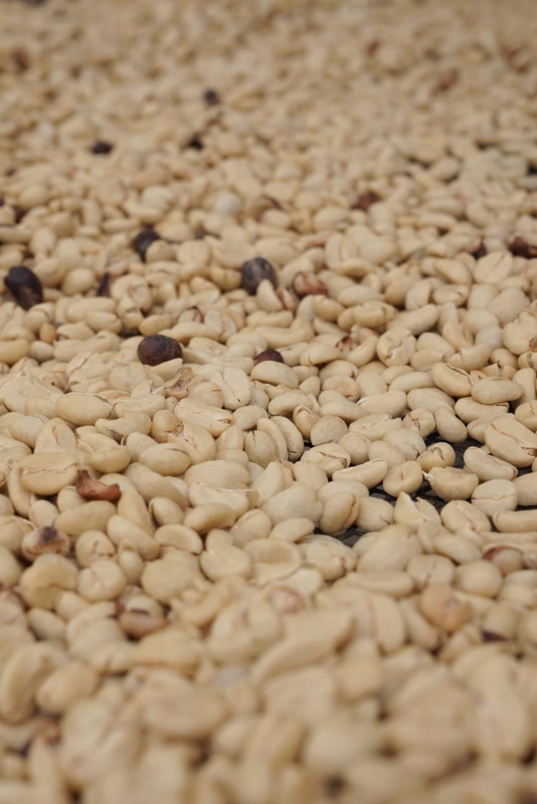 Dried Beans