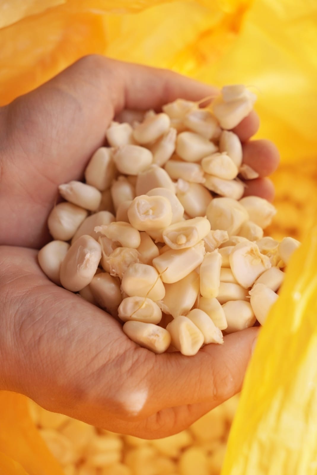 Hominy