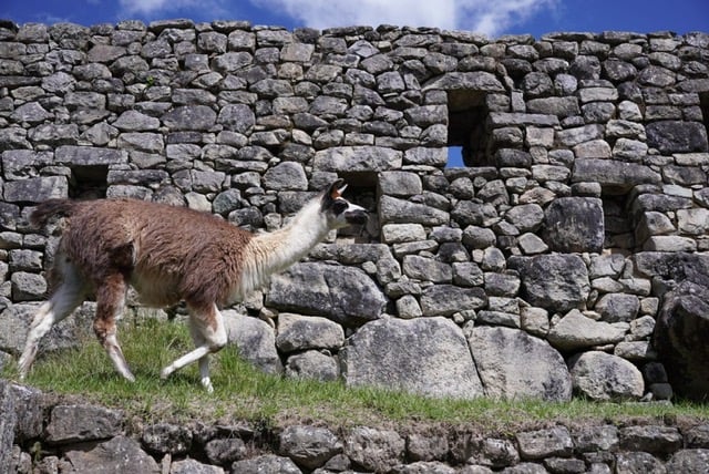 Llama