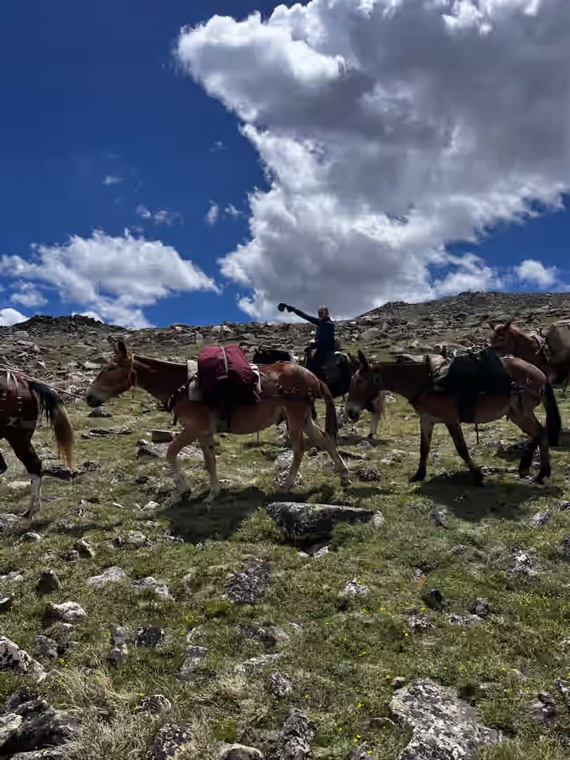 Horses!