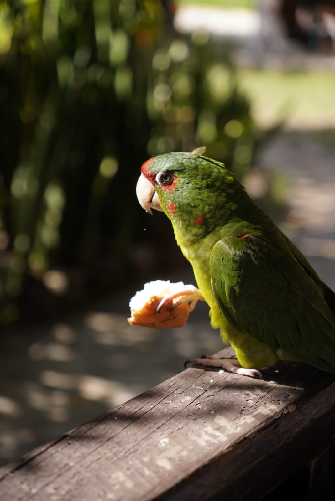 Parrot Thief