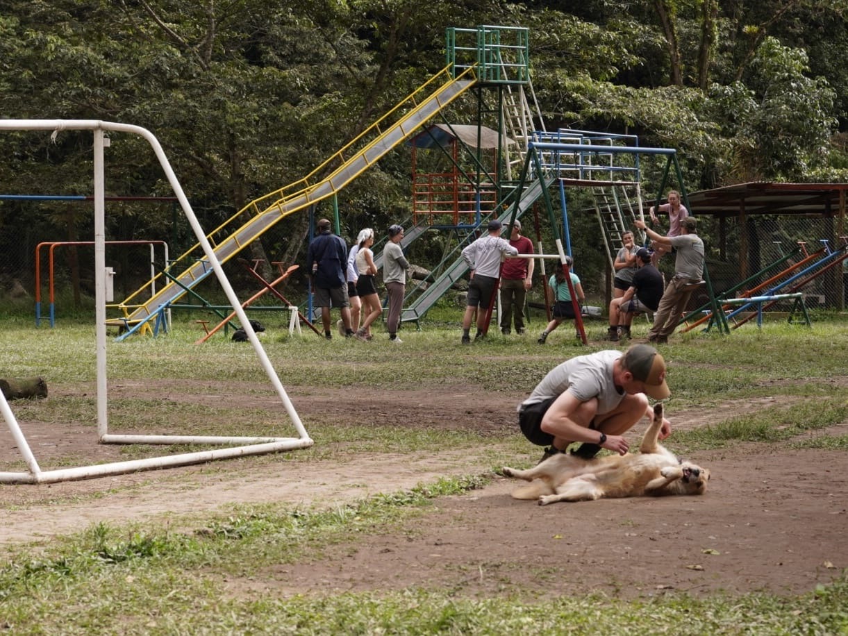 Playground Dog