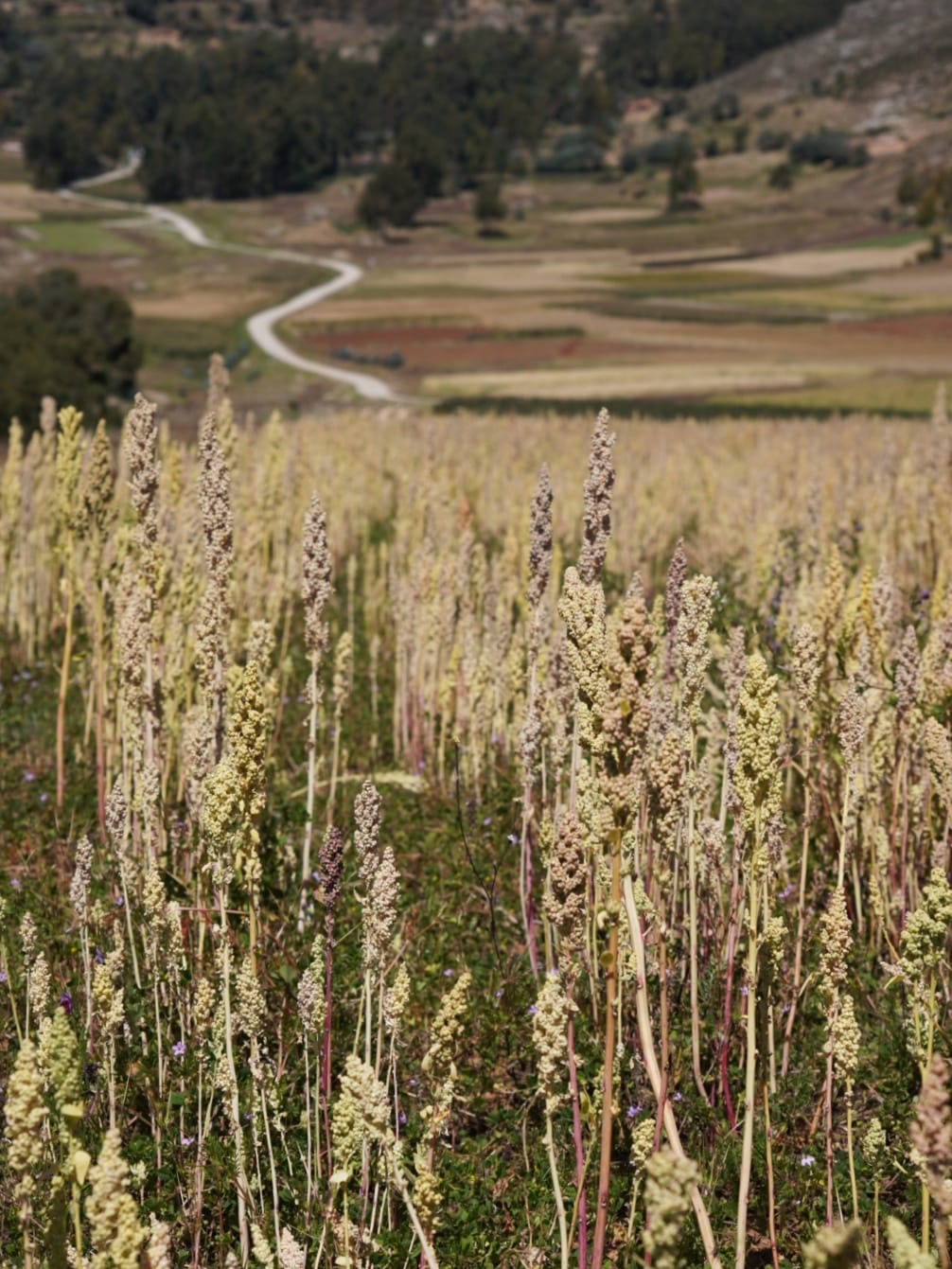 Field of Quinoa
