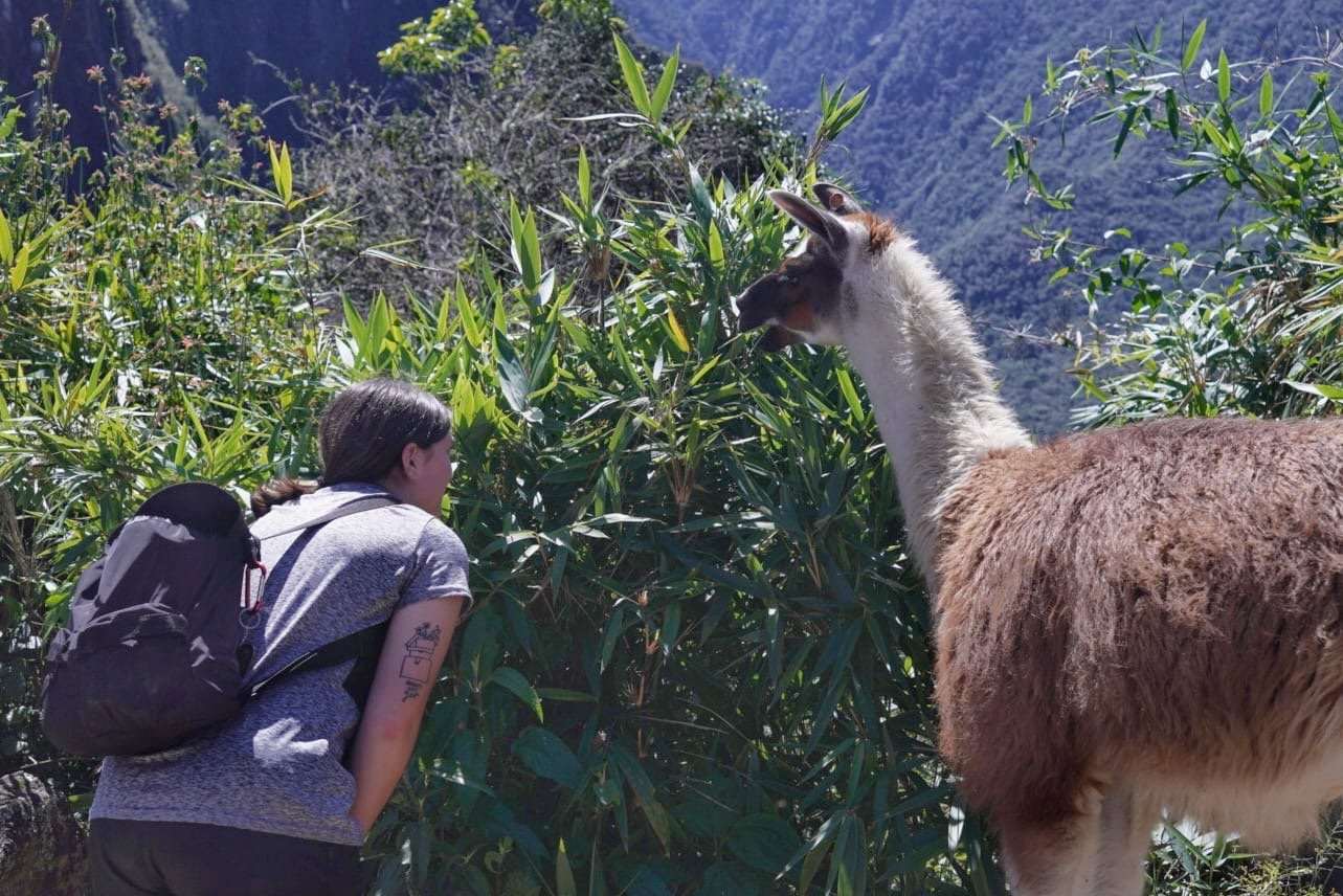 Up close llama