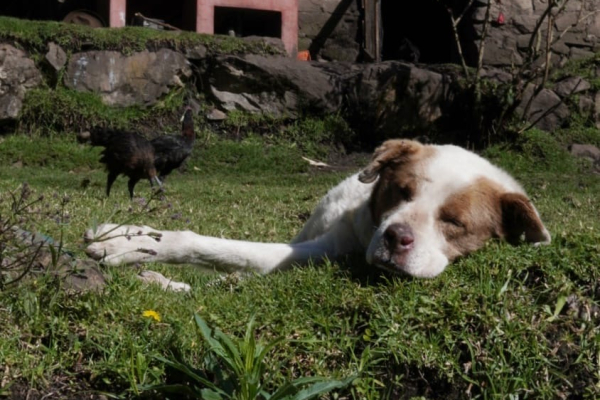 Trekking the Andes